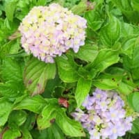 田舎へ　６月　④