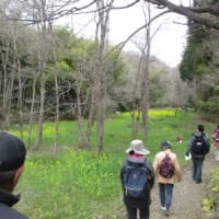 春の里山散策＆のらぼう菜摘みツアーを開催しました