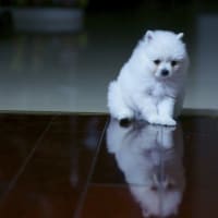 ぷーちゃんがやってきた