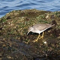 05/15探鳥記録写真:遠賀川河口の鳥たち（キアシシギ三昧、）