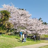 琵琶湖北岸桜ウォーク