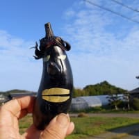 ナスで遊ぶ