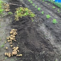 男爵とニンニクの収穫日～菜園ライフ４２１