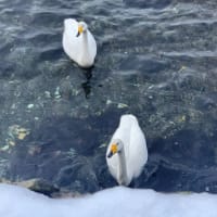 白鳥を発見