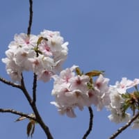 桜満開～～～ブログ引っ越します