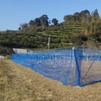 ぶどう棚用雨除け資材 簡易トンネルメッシュ 株式会社アセラ 園芸資材部 ぶどう棚用雨除け資材 簡易トンネルメッシュ 株式会社アセラ 園芸資材部