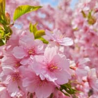 淀の河津桜