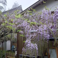今年の龍頭寺。早かった藤の花