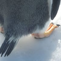 ジェンツーペンギン
