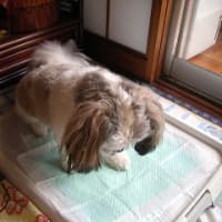 わんこ