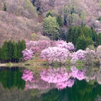 中綱湖の桜2024-1