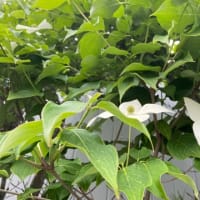 月日に追いかけられる
