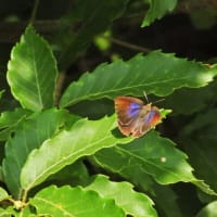 ムラサキシジミ　紫色の翅が美しい