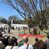 名古屋城桜祭り。