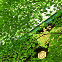 桜の実生る
