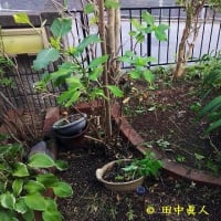 天候不順によって作業日程は順延送りにやっと動いた庭木伐採作業