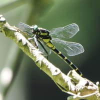 7月初旬の箕面のお山にて