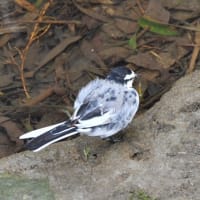 三沢川に小鳥たち
