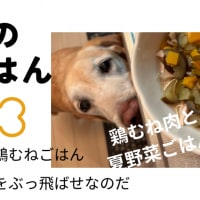 今日のロンごはん☆夏野菜で夏をぶっ飛ばせ☆