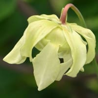 鉢植えの食虫植物（１）サラセニア  ａ、フラバ