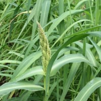 植物園で観た生活文化にゆかりのある植物