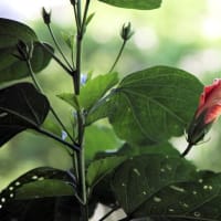 🧹🐍❻　    鬼百合一番花・・・　ハイビスカス開花近し　　あじさい花を終える　　竜樹諒さんの隠遁生活　　念力と愛