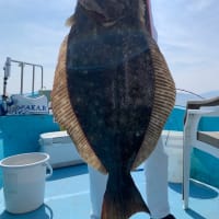 ヒラメ釣果情報