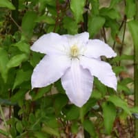 さんぽ道の花たち