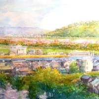 背割堤の桜とドクターイエロー4月