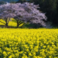 白木峰高原