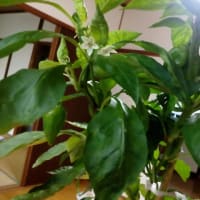 野菜も元気になる季節