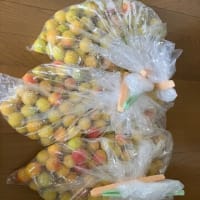 小粒南高梅塩漬け完了　ビニール袋漬けお勧め