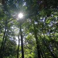 今年も、週末は樹海に・・居たかったな～
