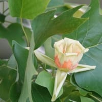 ユリノキ　〈百合の木の花〉　