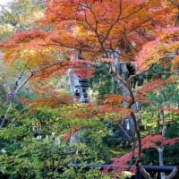 吉城園を散策(奈良公園)