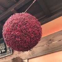 🍊みかん