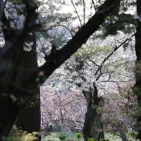 桜が満開の日吉八幡神社境内