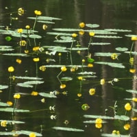 2025年7/4　スイレンの花が食べられた？