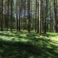 2025年7/6　山野草の森の整備