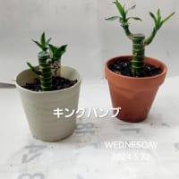 ダイソーの観葉植物１００円　キングバンブーを育てる