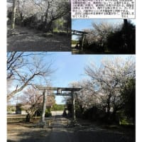 花巡り「梅－370」鷲宮大明神    天満天神宮