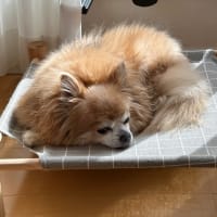 愛犬のベッドの衣替え