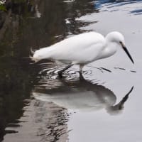 用水のコサギ