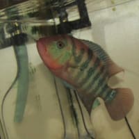 ②フェスタ