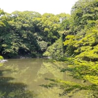 初夏の三四郎池へ行く。
