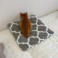 今日のクッション