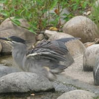 ササゴイ