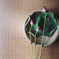 蓮の花。