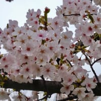 ２０２４山崎川の桜、その２
