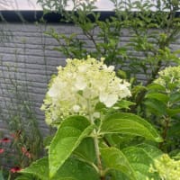 小暑＋1（ピラミッドあじさい、イチジク、金柑、すだち、葡萄）